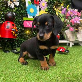 Dachshund
