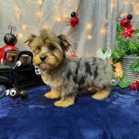 Yorkshire Terrier