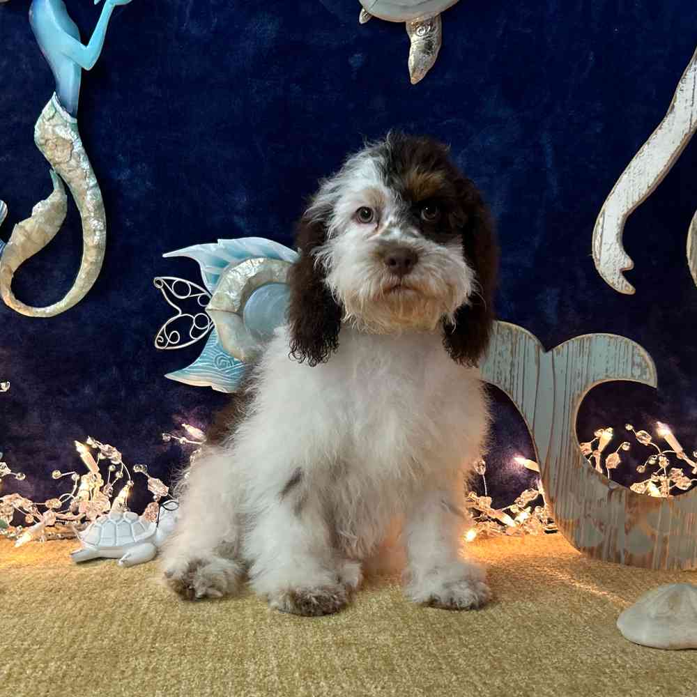 carousel pet images