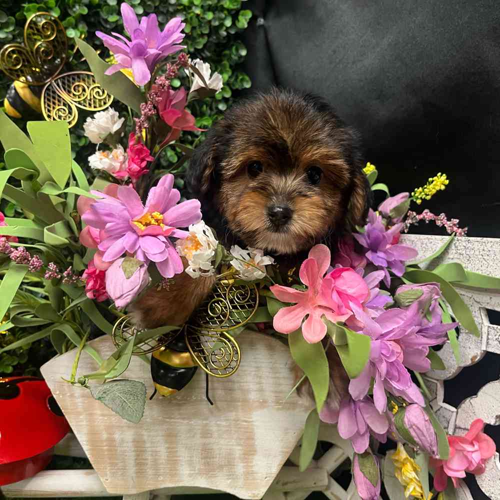carousel pet images