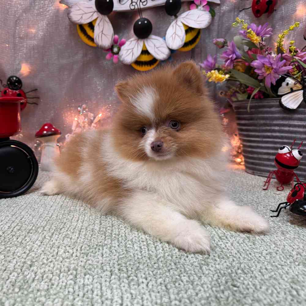 carousel pet images