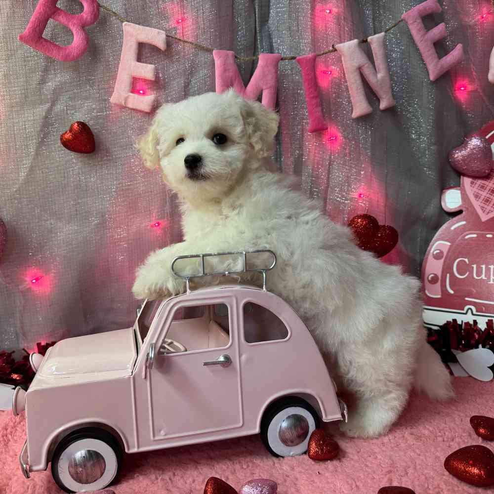 carousel pet images