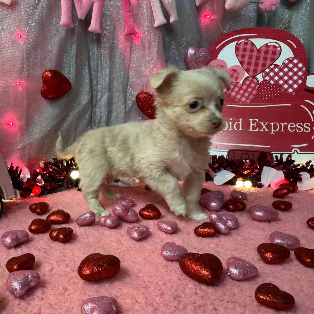 Chihuahua Puppy for sale - Pets Plus Stafford