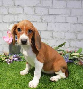 Beagle