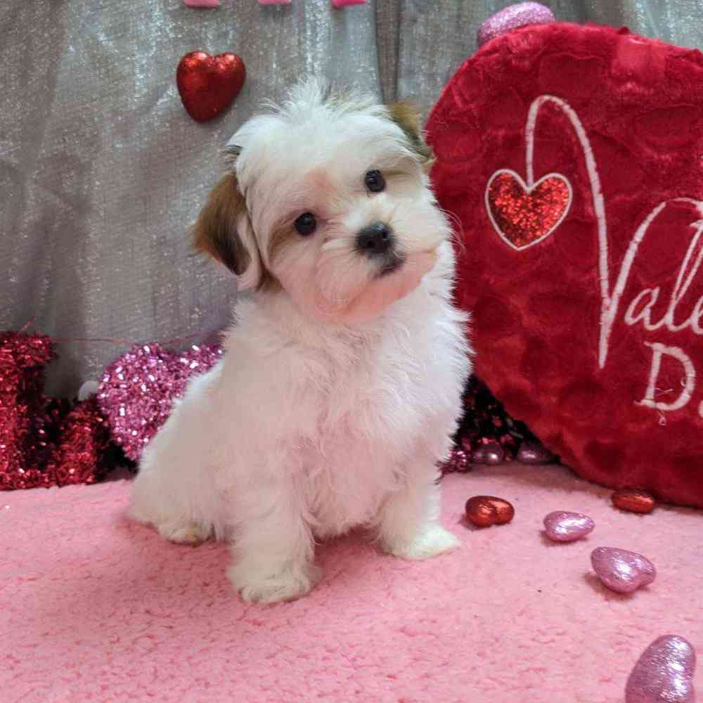 carousel pet images