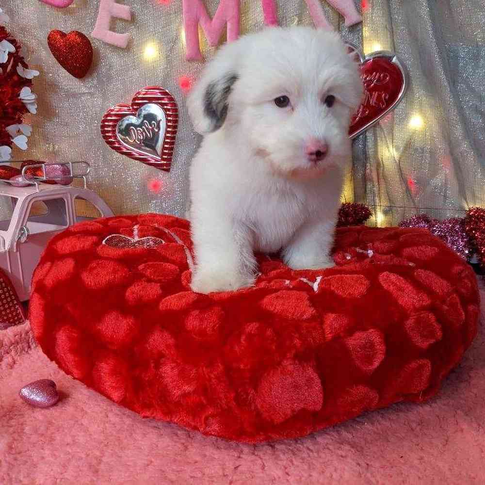 carousel pet images