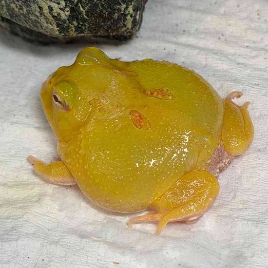 Pikachu Pacman Frog