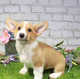Pembroke Welsh Corgi