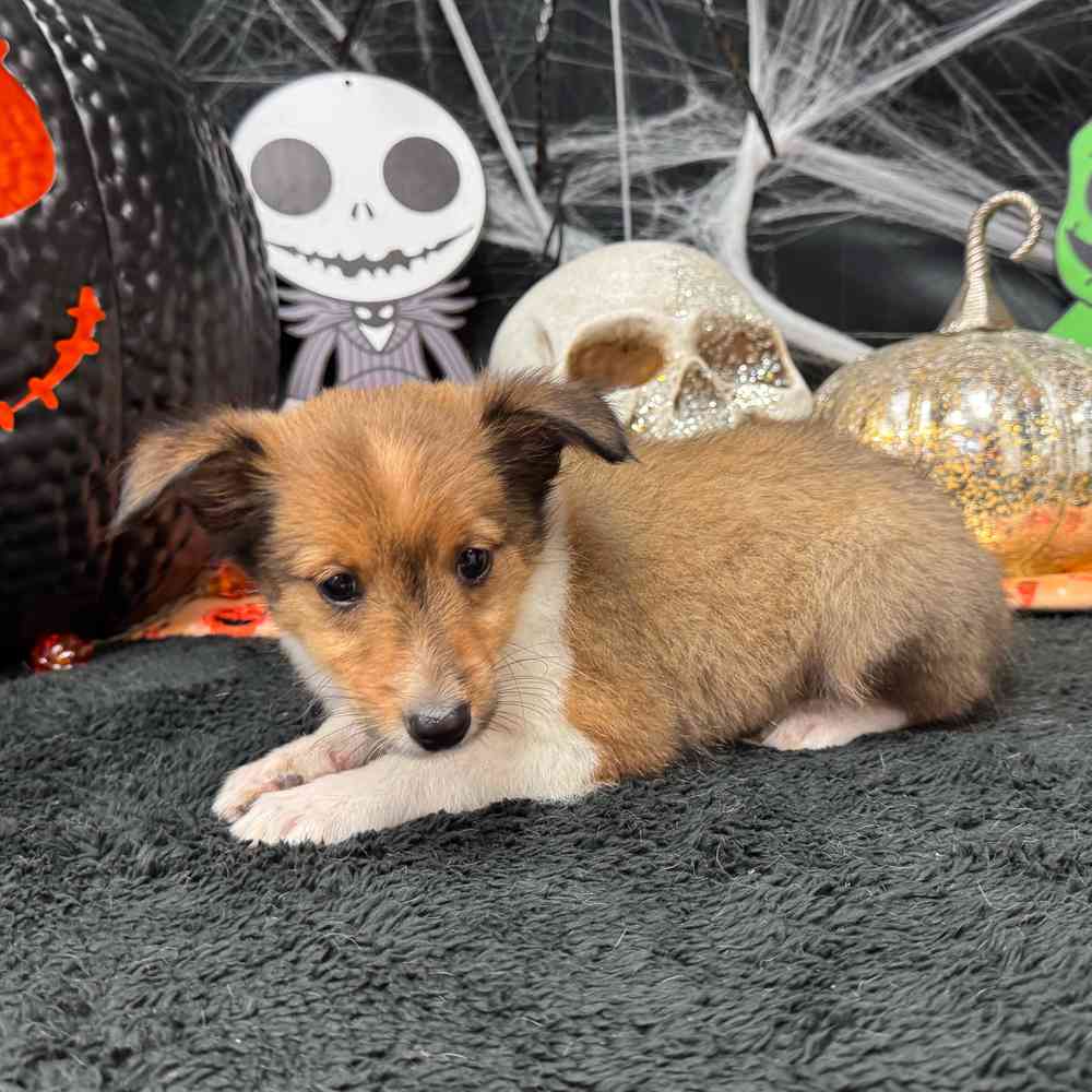 carousel pet images