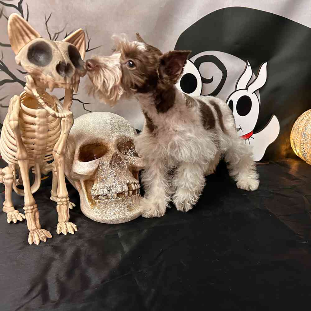 carousel pet images