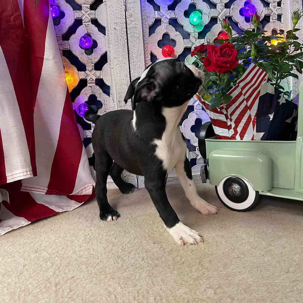 carousel pet images