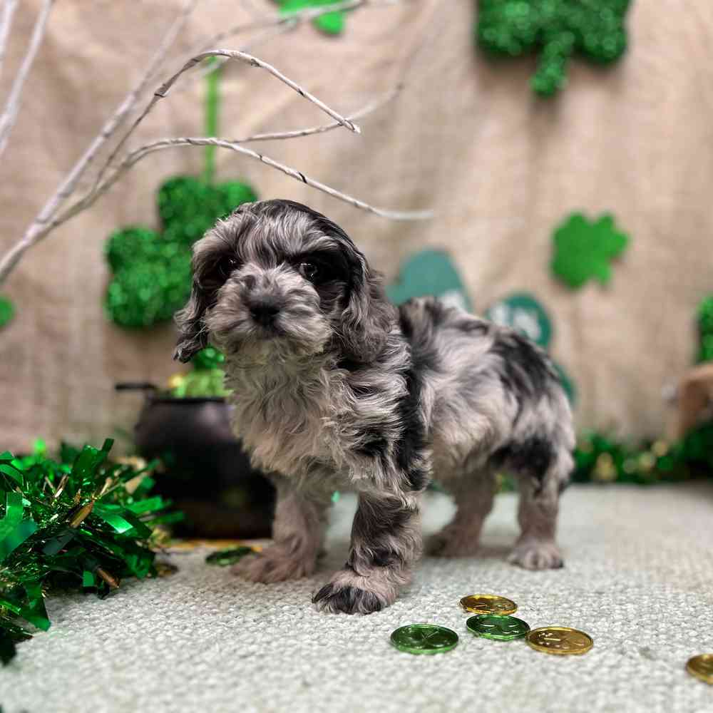 carousel pet images