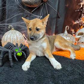 Shiba Inu