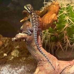 Bearded Dragon