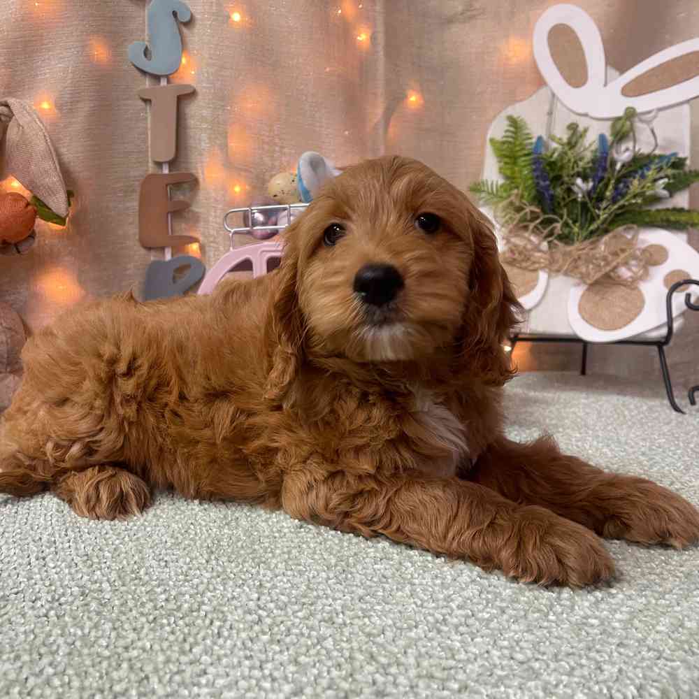 carousel pet images