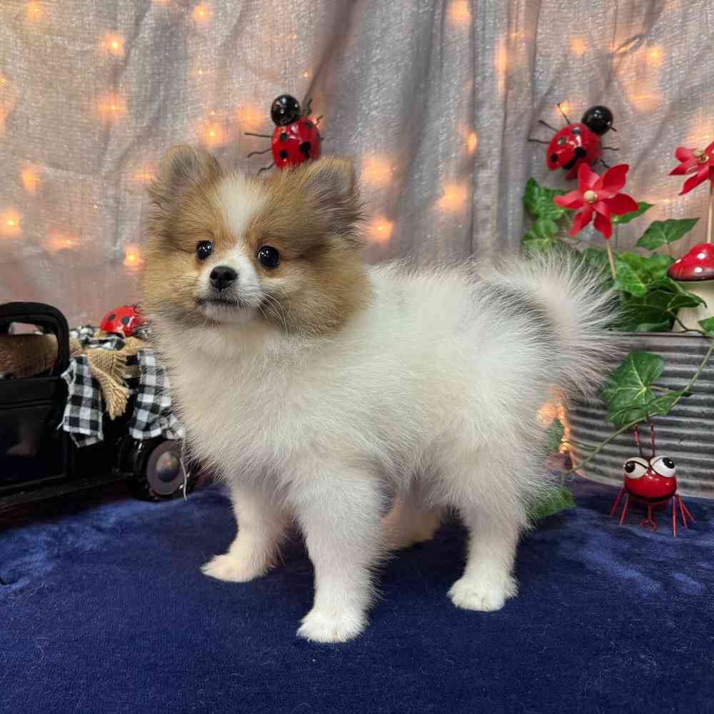 carousel pet images