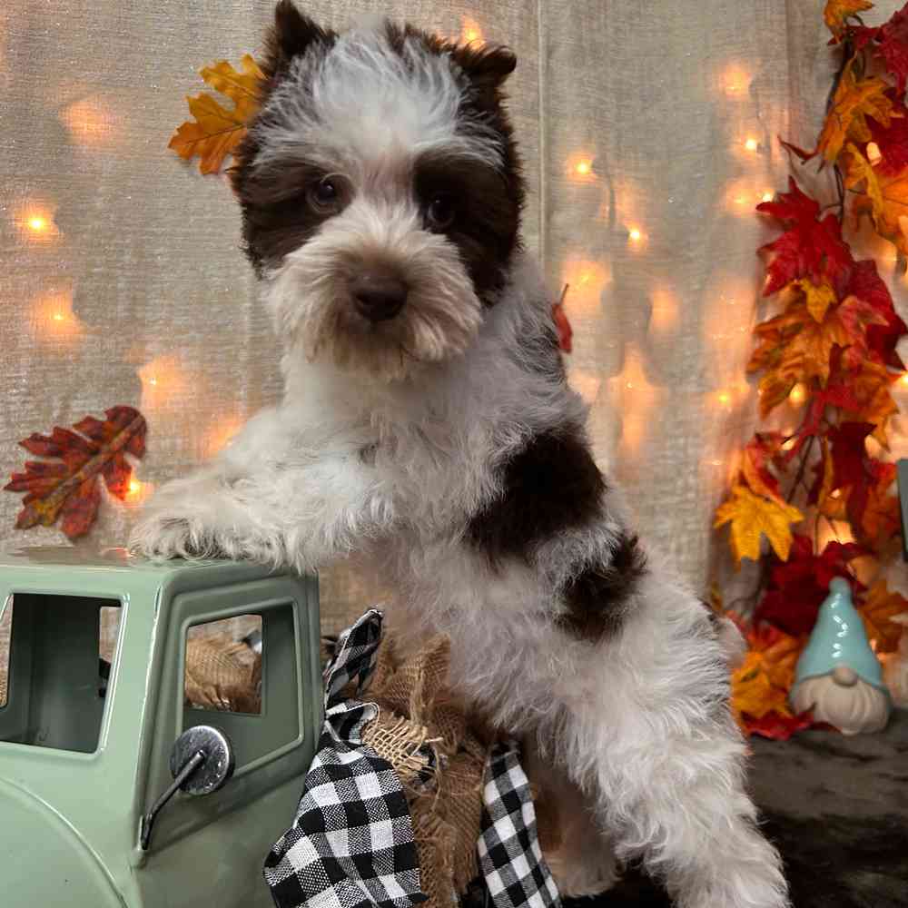 carousel pet images
