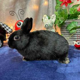 Dwarf Rabbit