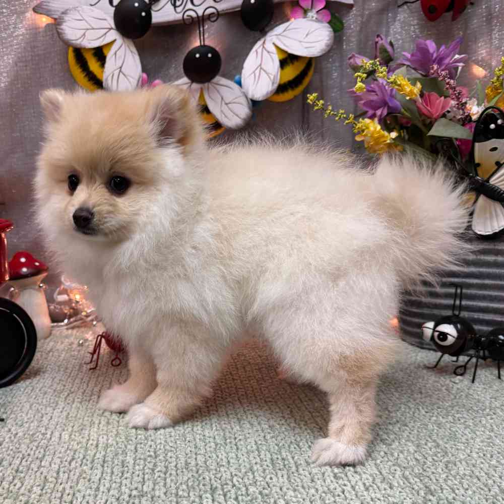 carousel pet images