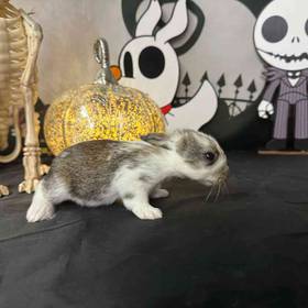 Flemish Giant Mix