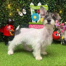 Schnoodle