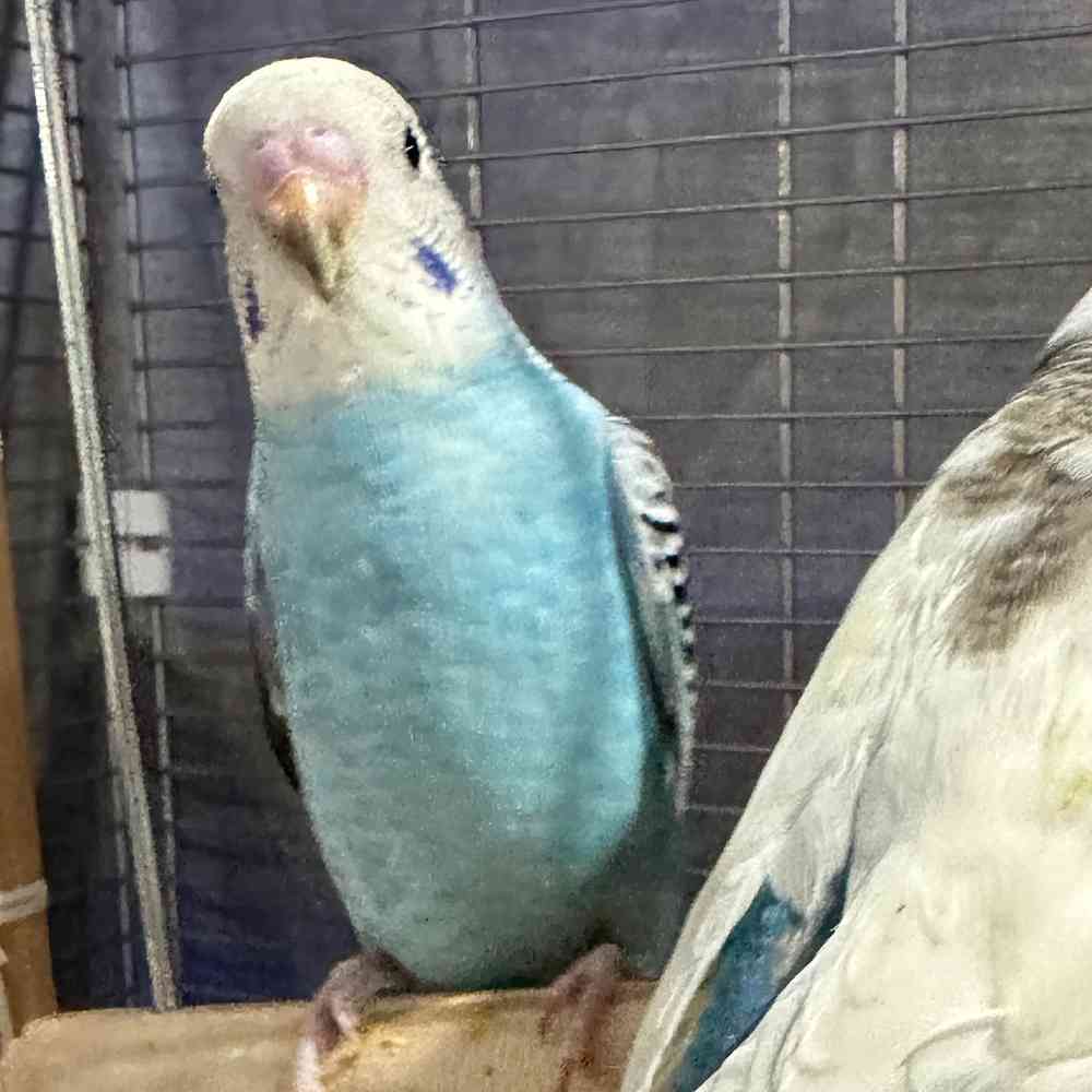 carousel pet images