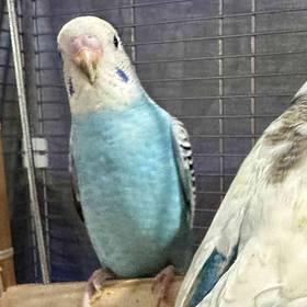 Parakeet