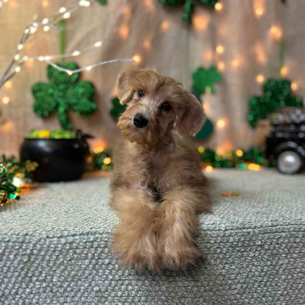 carousel pet images