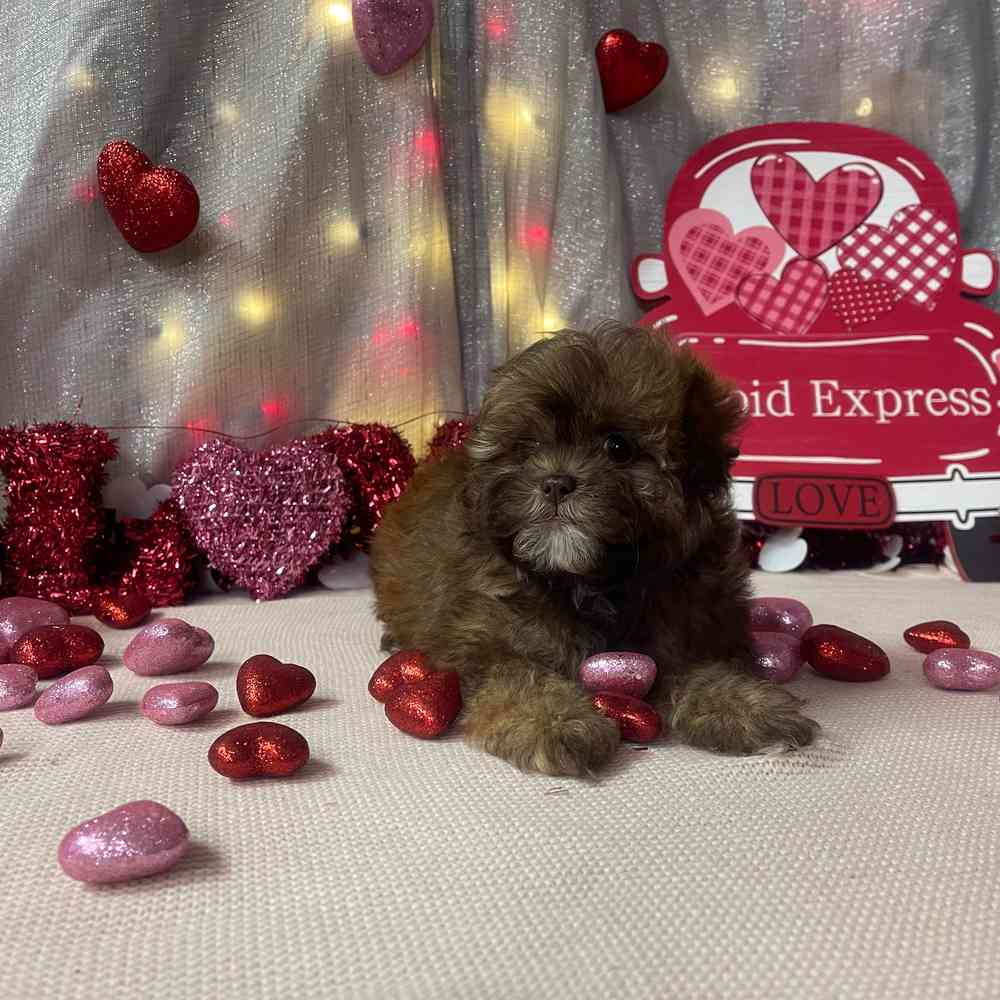 carousel pet images