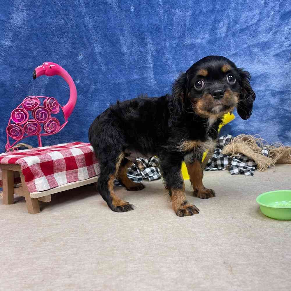 carousel pet images