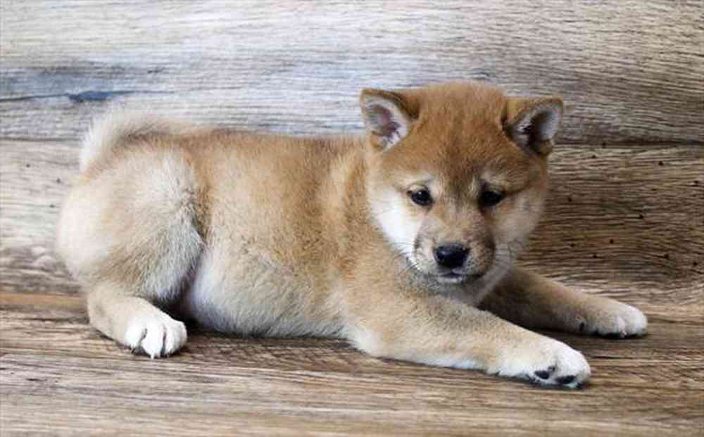 Discount shiba inu baby puppy Free Shipping