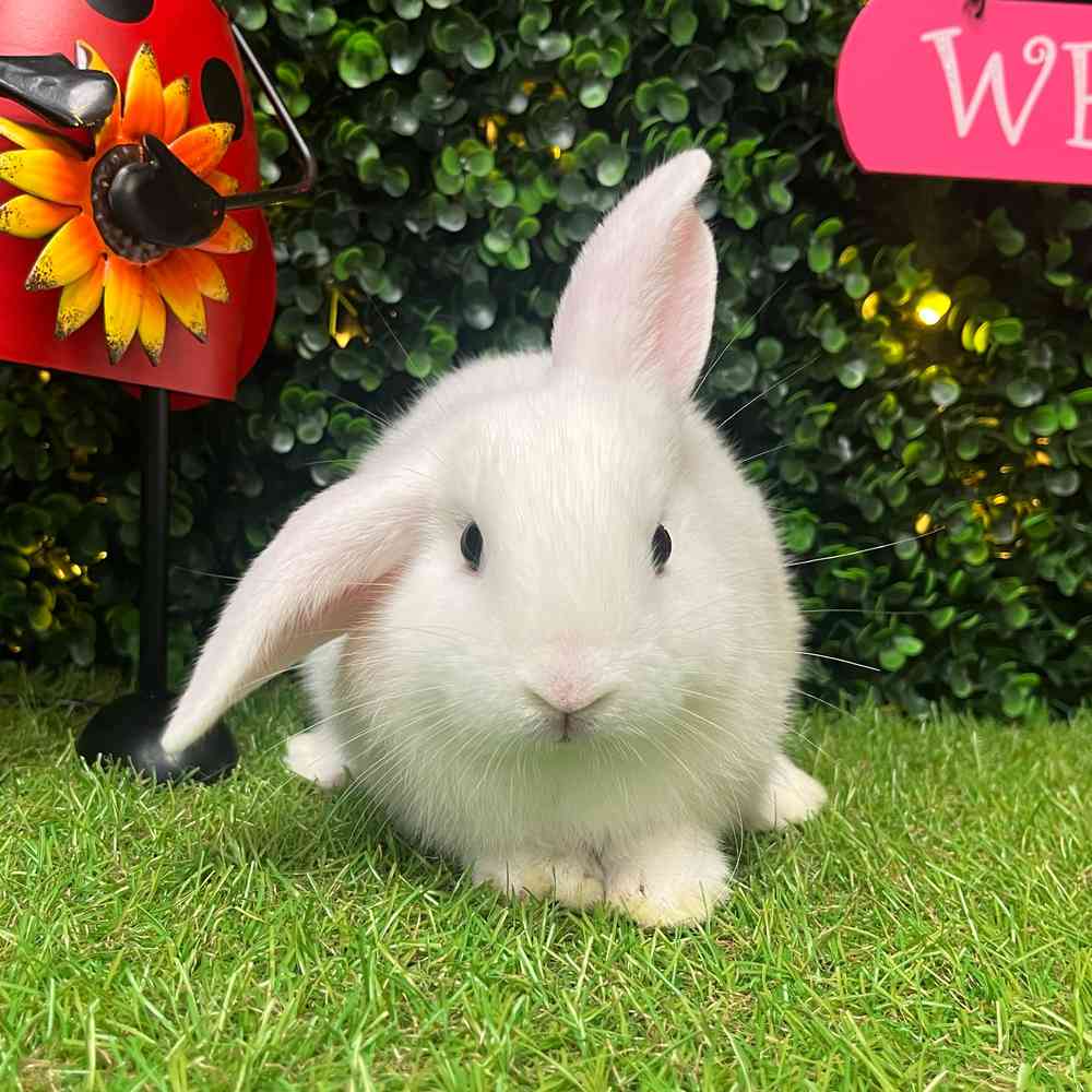 Image of a pet breed in the gallery