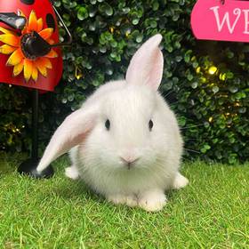 Flemish Giant Holland Lop Mix