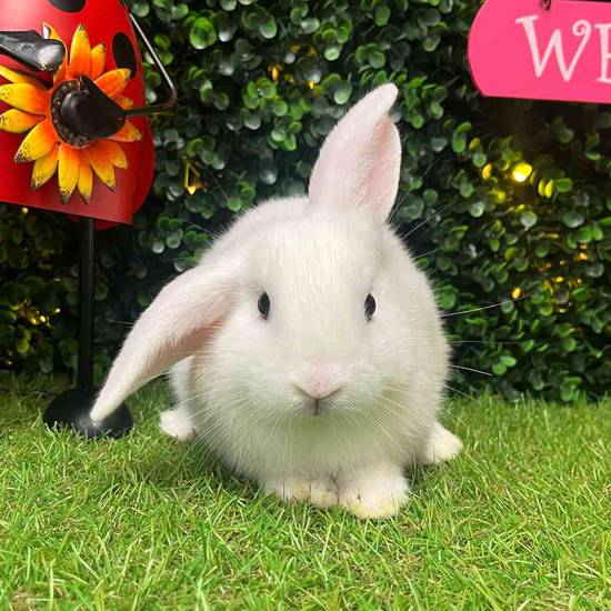 Flemish Giant Holland Lop Mix
