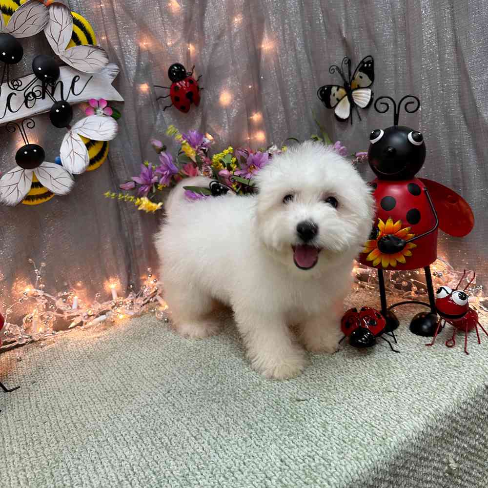 carousel pet images