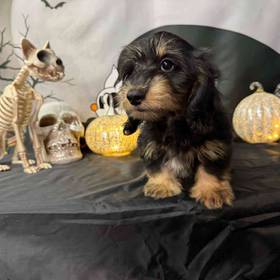 Dachshund