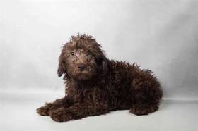 Schnoodle