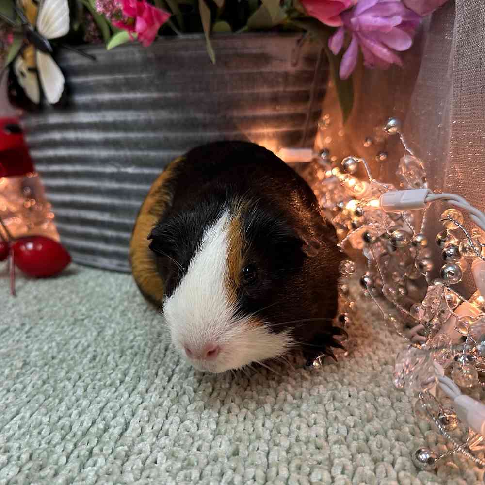 carousel pet images