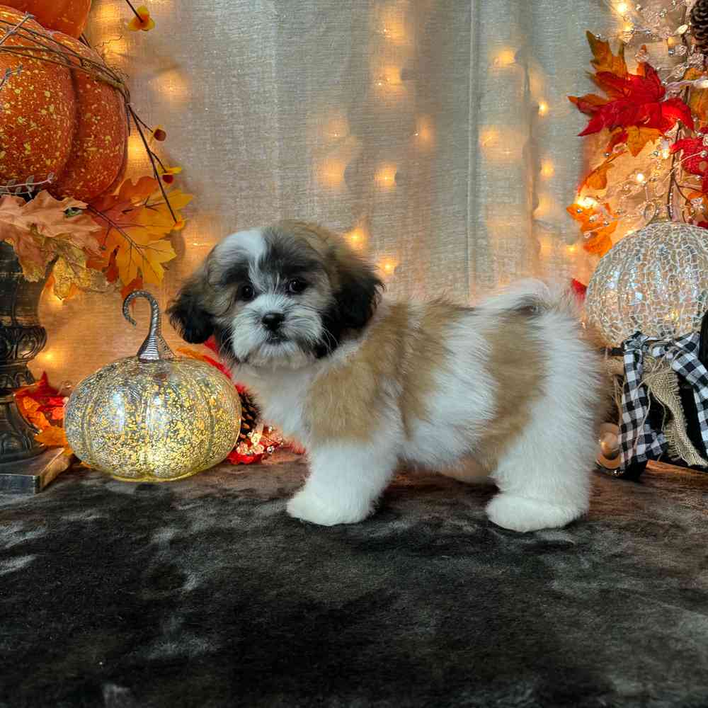 carousel pet images