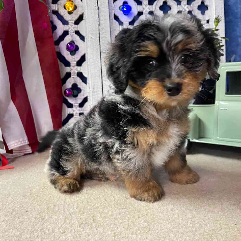 carousel pet images