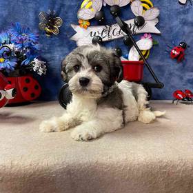 Havanese