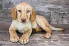 Labrador Retriever