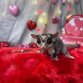 Sugar Glider