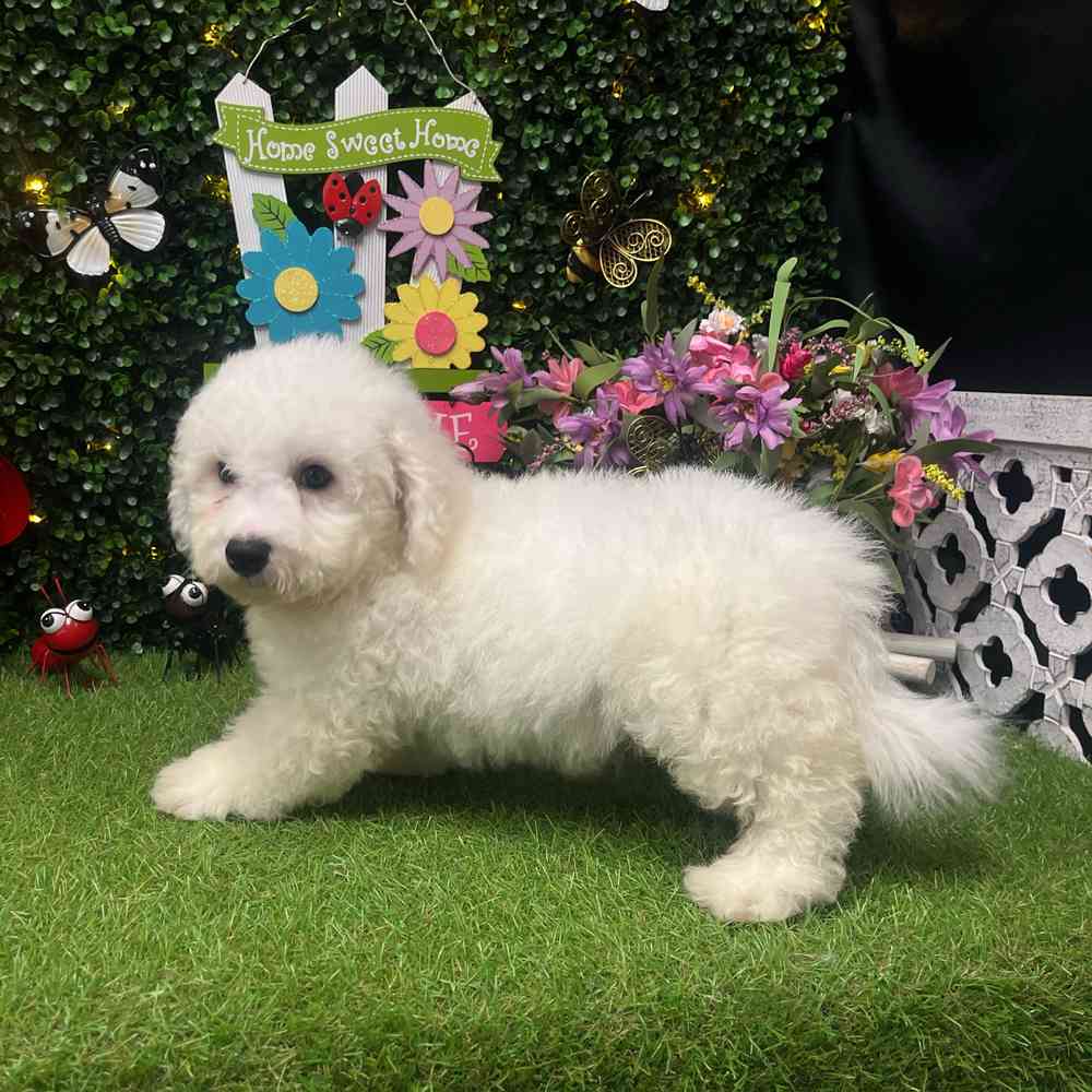 carousel pet images