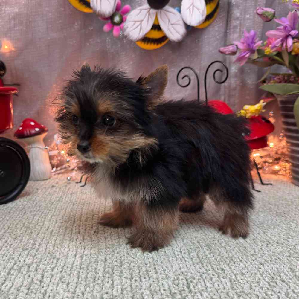 carousel pet images