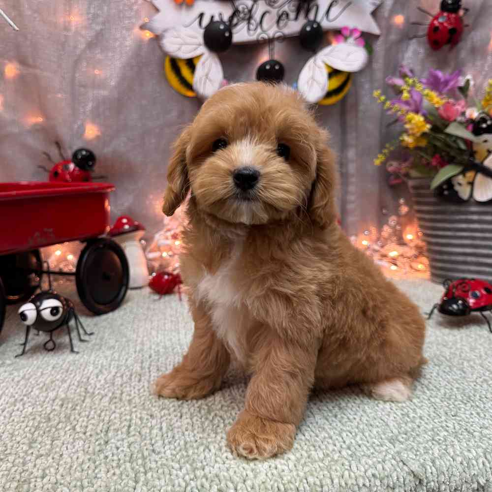 carousel pet images