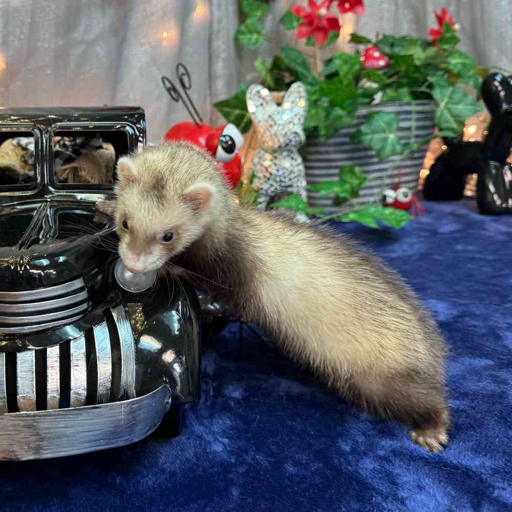 carousel pet images