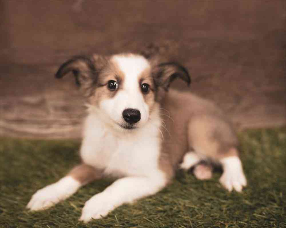 carousel pet images