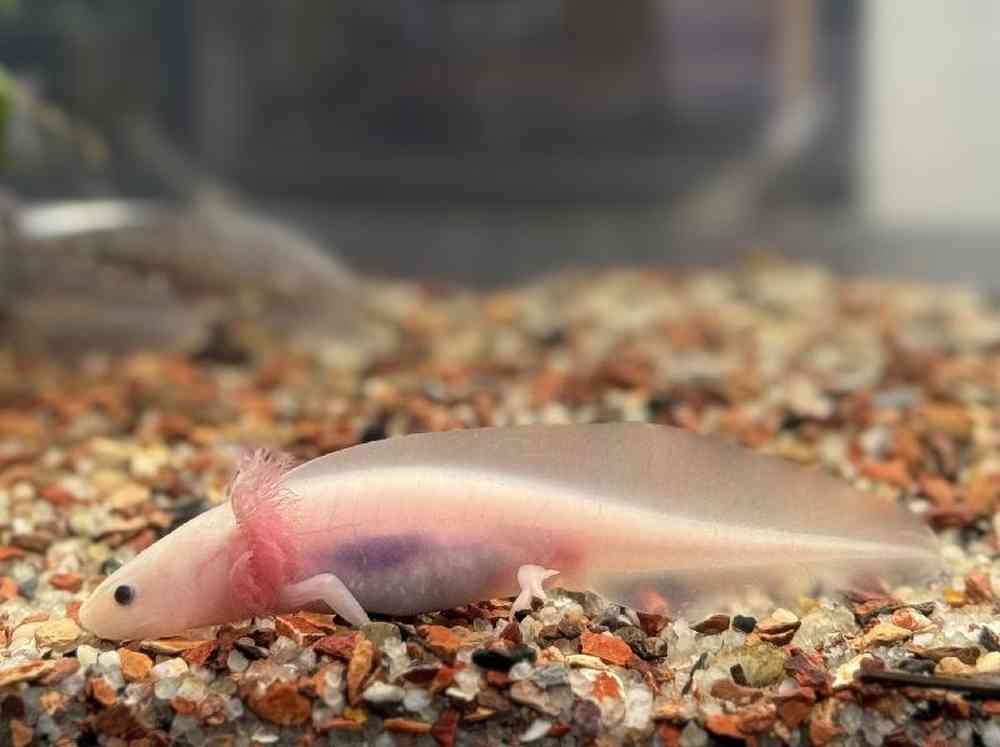 Unknown Axolotl Amphibian for Sale in Stafford, VA