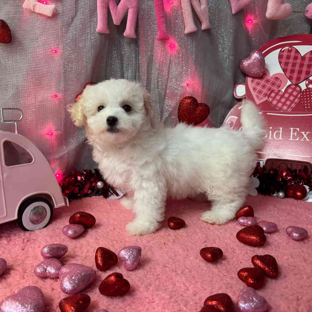 carousel pet images